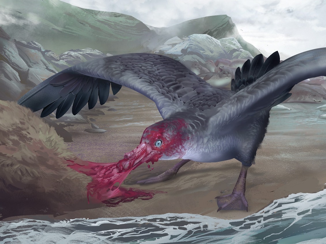 macronectes-tinae.-in-its-palaeoenvironment.-illustration-by-simone-giovanardi.jpg macronectes-tinae.-in-its-palaeoenvironment.-illustration-by-simone-giovanardi.jpg