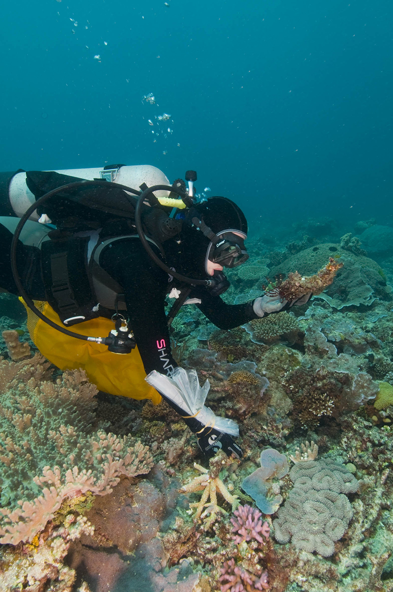 A woman in a diving suit is underwater looking at see life on the ocean floor.