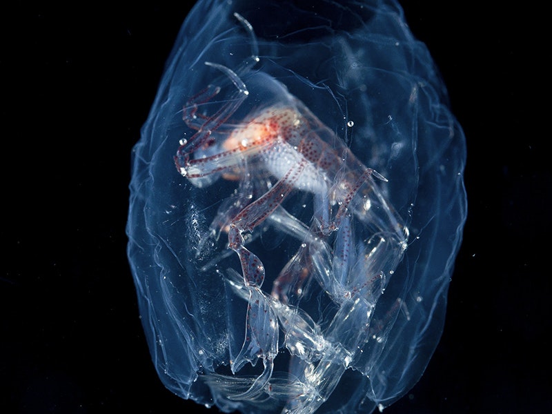 2.3.1a_phronima_adaptation.jpg A see through crustacean inside a see through sea creature.