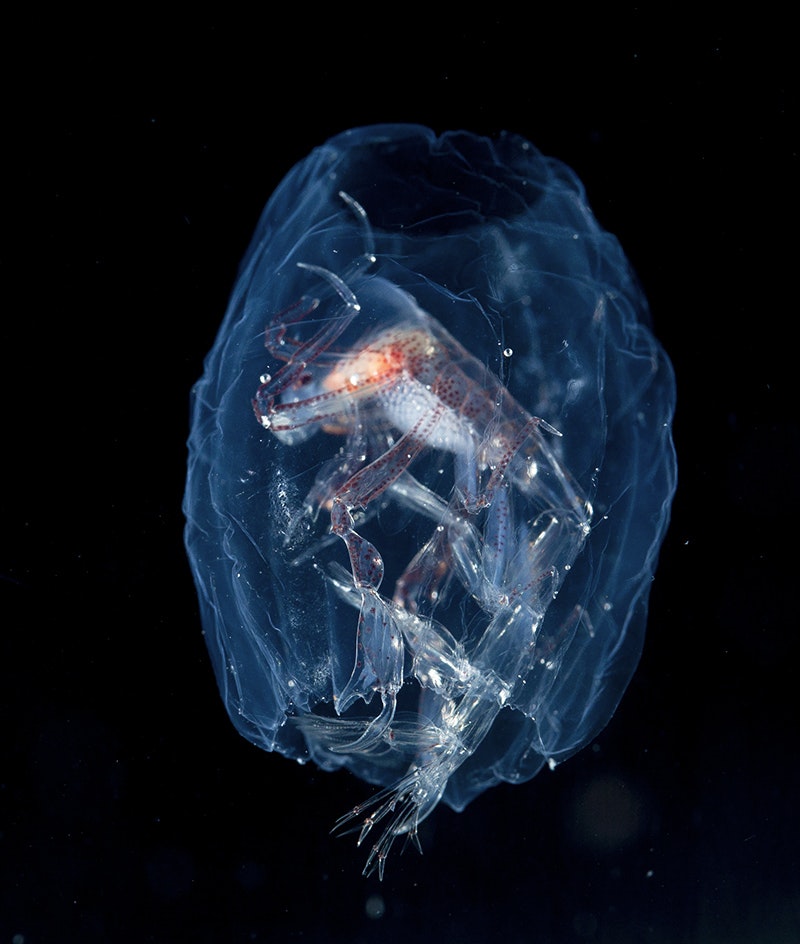 A see through crustacean inside a see through sea creature.