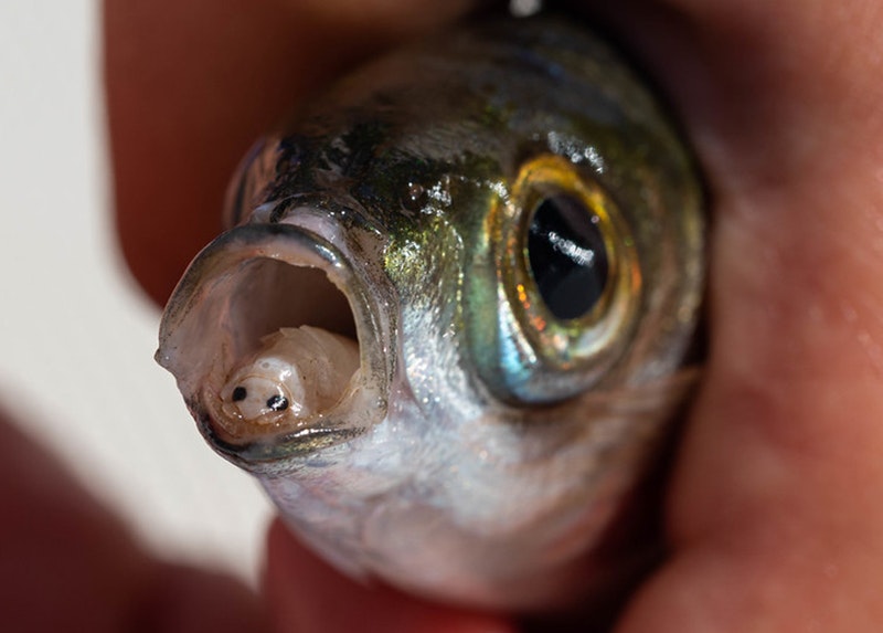 A small creature can be seen in the mouth of a fish