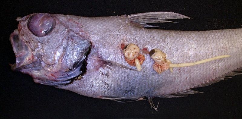 Two blob-like creatures stuck to the side of a fish.