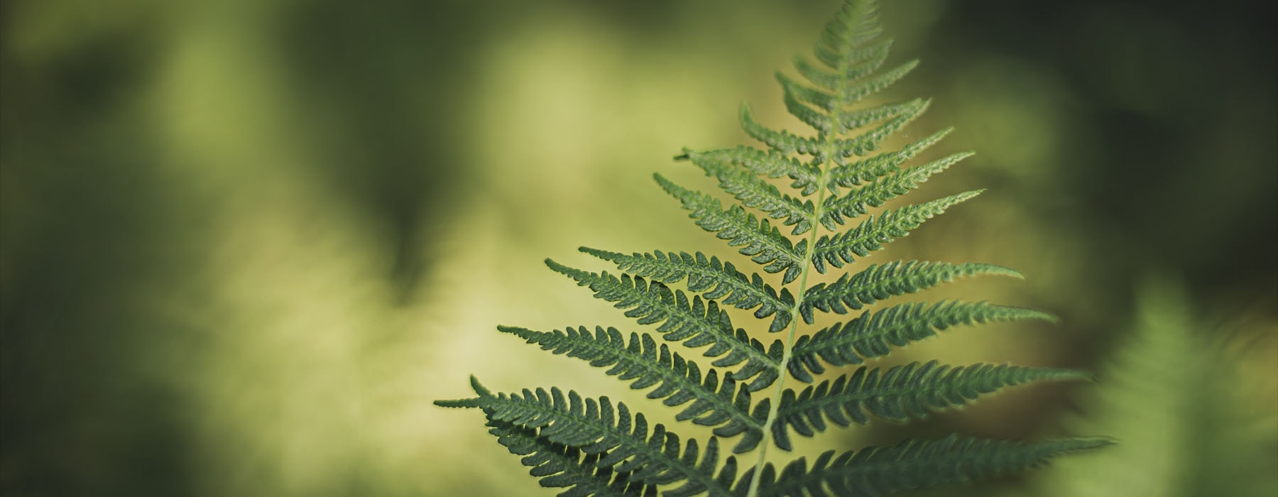 Photo of a green fern in focus with out-of-focus bush behind
