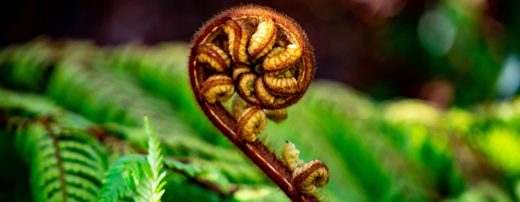 Close up of a the tight curled shoots of a fern