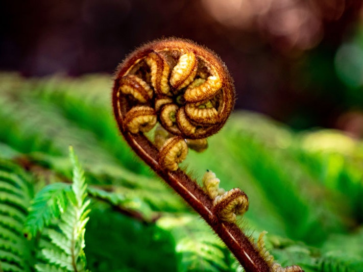 Pikopiko (young fern shots) on Rakiura | Stewart Island, 2022. Photo by Duskfall Crew / Unsplash Close up of a the tight curled shoots of a fern