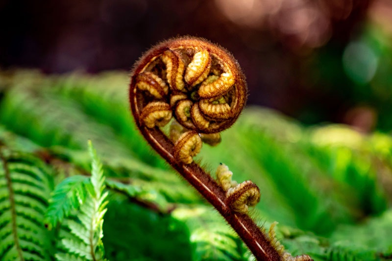 Close up of a the tight curled shoots of a fern