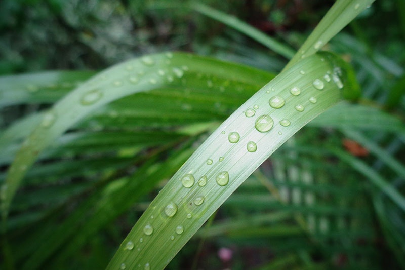 Close up of plant leaf with rain droplets on them