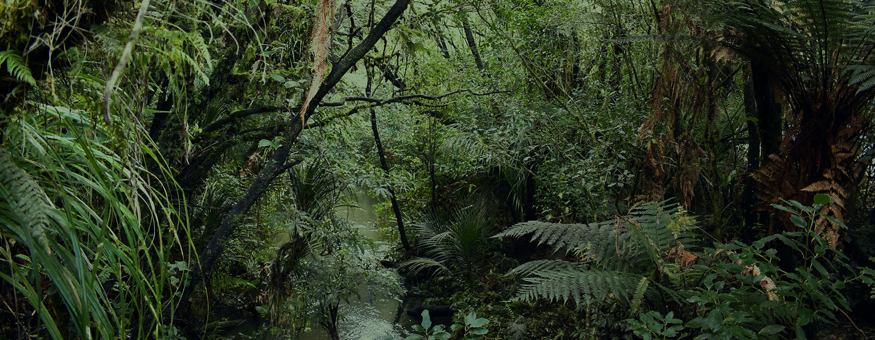 Lush, dense green forest