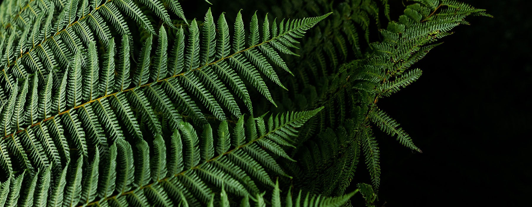 Close up of green fern