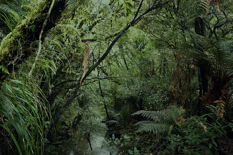 Lush, dense green forest