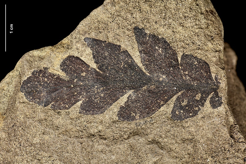 A fossil in a piece of rock that is a fern leaf.