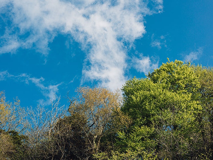 Green trees under blue sky and white clouds during daytime, 2020. Photo by Mike Erskine / Unsplash View of tree tops and a bright blue sky with wispy clouds