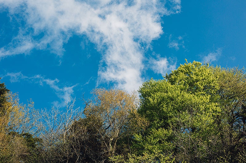 View of tree tops and a bright blue sky with wispy clouds
