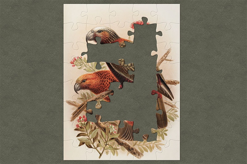 Illustration of two vibrantly-orange and green kākā sitting on branches