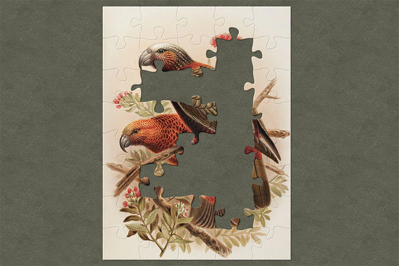Illustration of two vibrantly-orange and green kākā sitting on branches