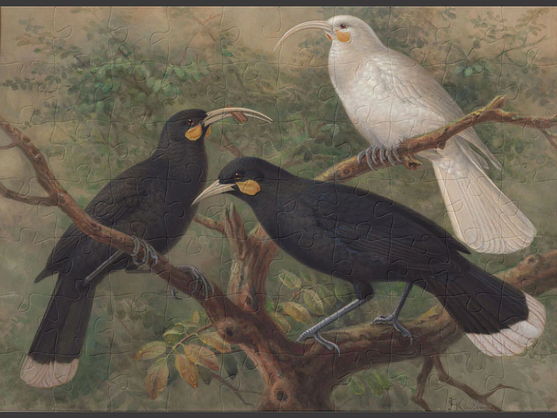 Painting of three huia birds