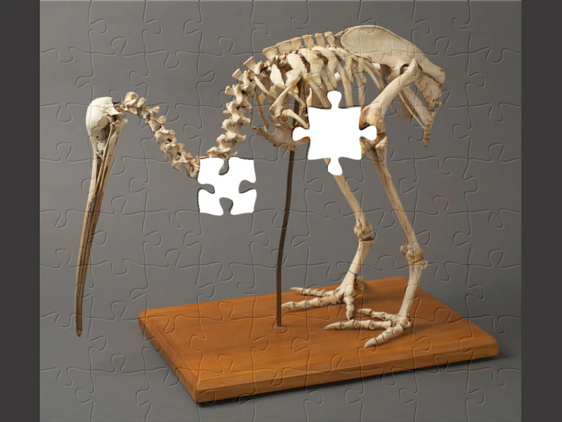 Puzzle pieces making up a kiwi skeleton