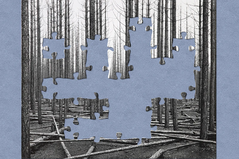 A black and white photograph of a pine forest with jigsaw shapes missing from it