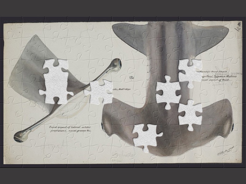 Sphyrna zygaena (NZ) - Hammerhead shark, head dorsal aspect, 1898, by Frank Edward Clarke. Purchased 1921. Te Papa (1992-0035-2278/112) Watercolour of two angles of a shark on sepia paper.