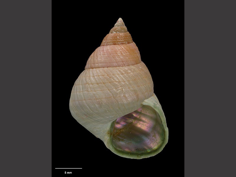 Marine snail, Micrelenchus burchorum (B. Marshall, 1998), collected May 1988, South East Bay, Great Island, New Zealand. CC BY-NC-ND 4.0. Te Papa (M.127017) Photograph of a conical-shaped snail shell, of peach colouring