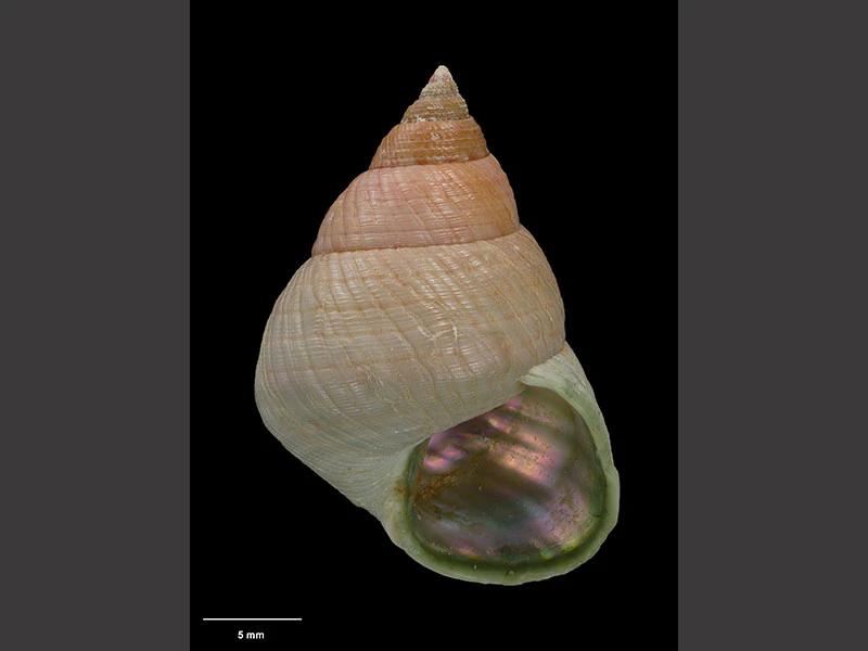 Photograph of a conical-shaped snail shell, of peach colouring