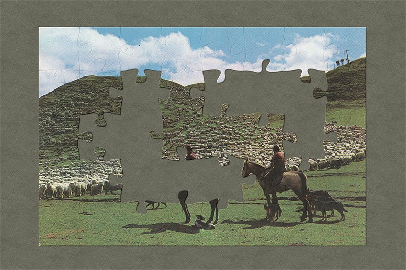 A postcard with a photo of two men on horseback and their dogs rounding up sheep