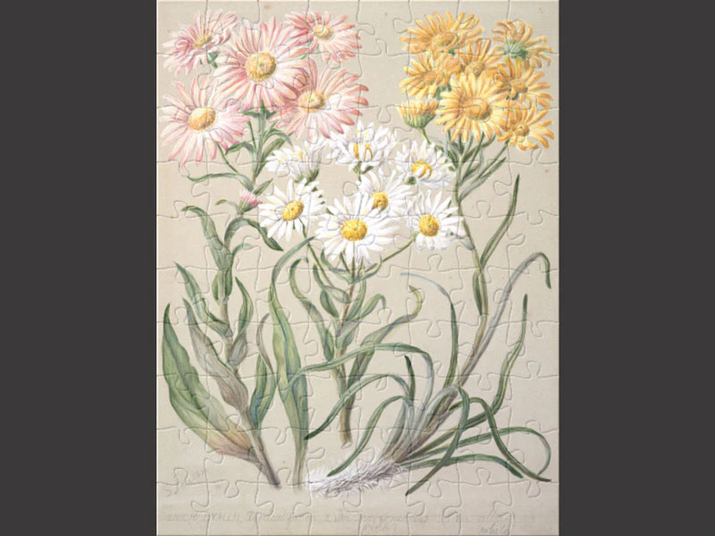 Online jigsaw puzzles using our collections Te Papa