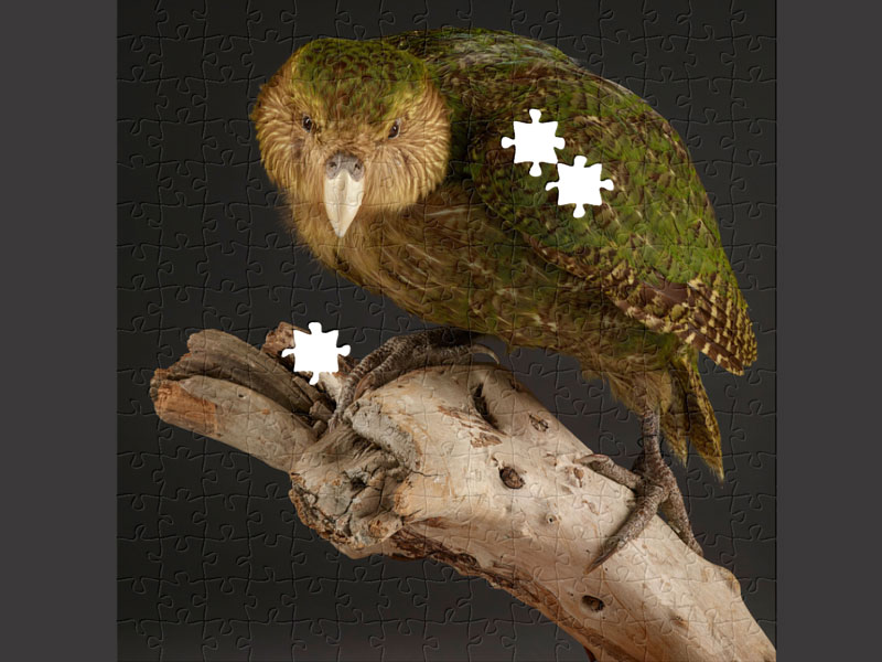 Taxidermy kākāpō