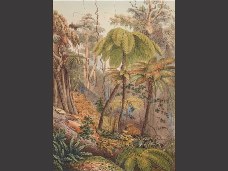Scene in a New Zealand forest near Porirua, Plate 6. From the book: The New Zealanders, 1847, by George French Angas, Mr J W Giles. Gift of Charles Rooking Carter. Te Papa (RB001054/022a) A complete jigsaw puzzle with a picture of tree ferns on it