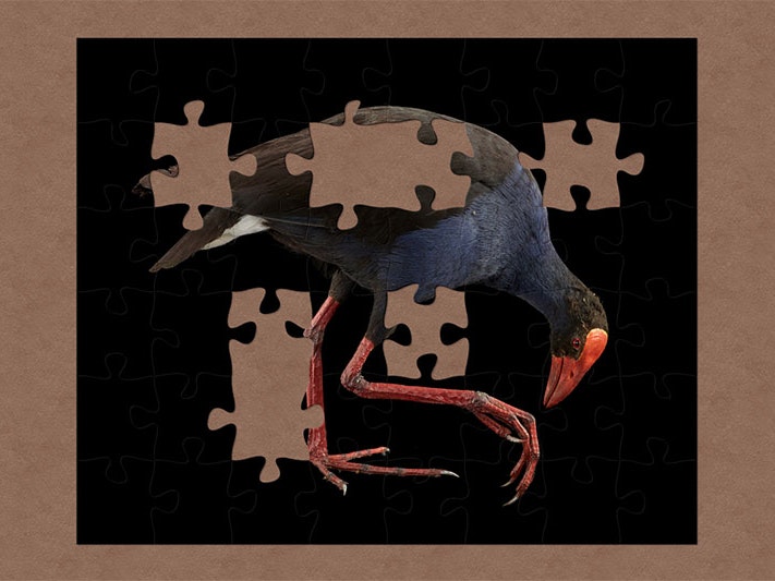 Pukeko, Porphyrio melanotus melanotus, collected December 1995, Otaihanga, Horowhenua, New Zealand. Field collection 1978 – 2004. CC BY 4.0. Te Papa (OR.025049) A taxidermy pukeko, a bird with vibrant blue plumage and black wings, red legs and a large red beak