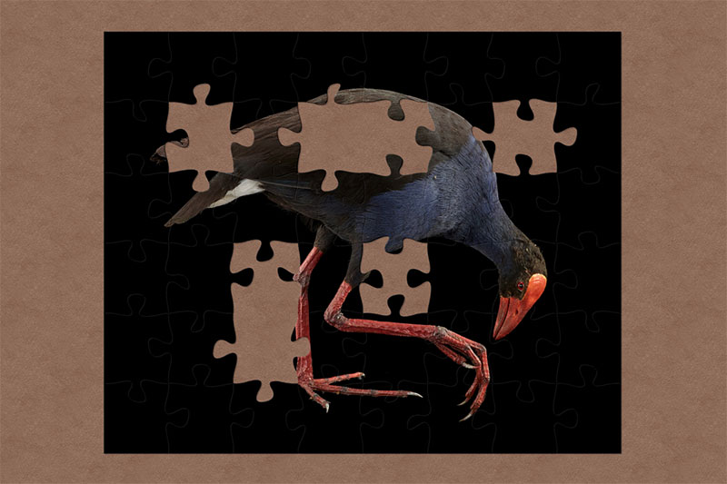 A taxidermy pukeko, a bird with vibrant blue plumage and black wings, red legs and a large red beak