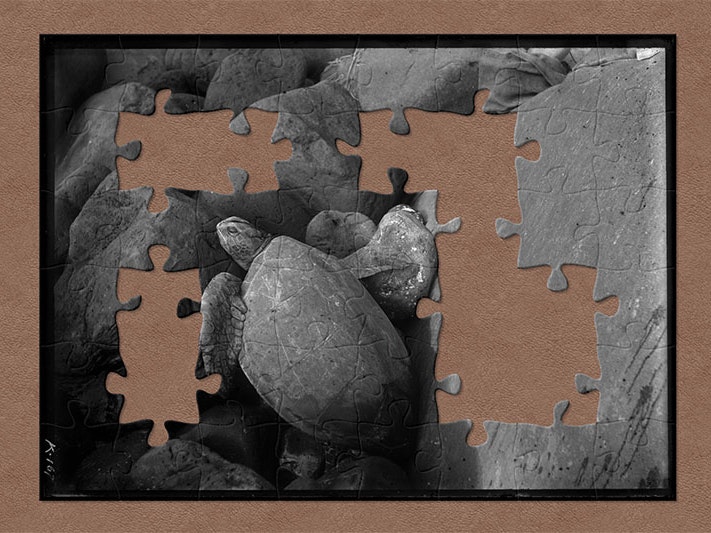 Green Turtle lying on rocks, showing carapace, 23 May 1908, Kermadec Islands, by Tom Iredale. Te Papa (B.043232) A sea turtle climbs over rocks