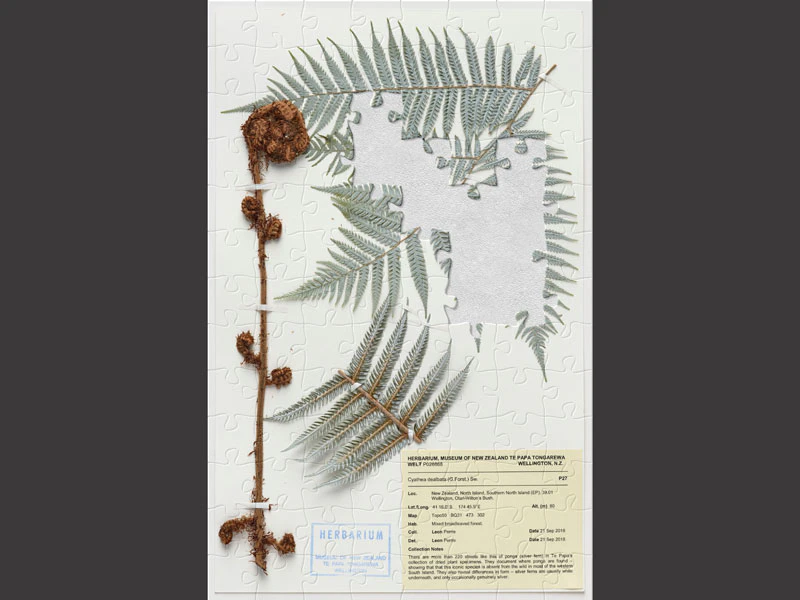 Puzzle of a silver fern specimen attached to a piece of paper