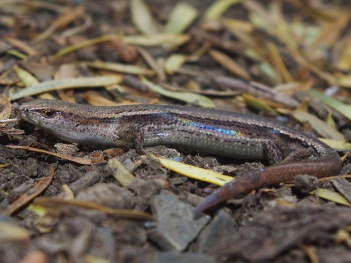Plague skink (aka rainbow skink). Papa Aroha, January 2017. Photograph by Colin Miskelly Skink - small lizard
