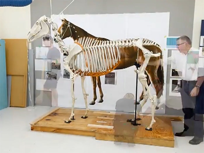 Still from Phar Lap installation timelapse