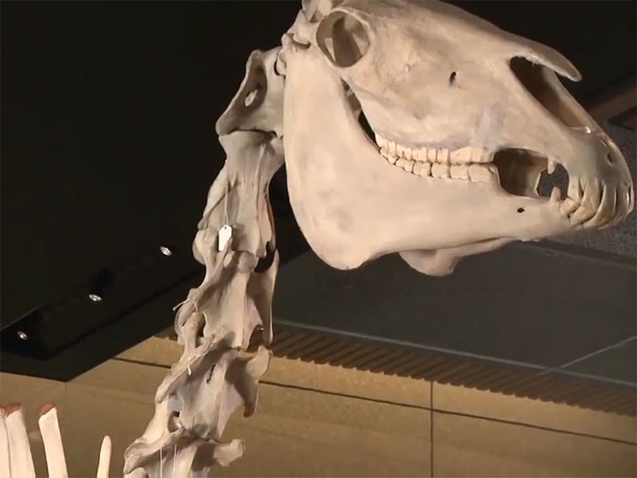 Still from Phar Lap video. Te Papa Preparation for Phar Lap's loan to Melbourne