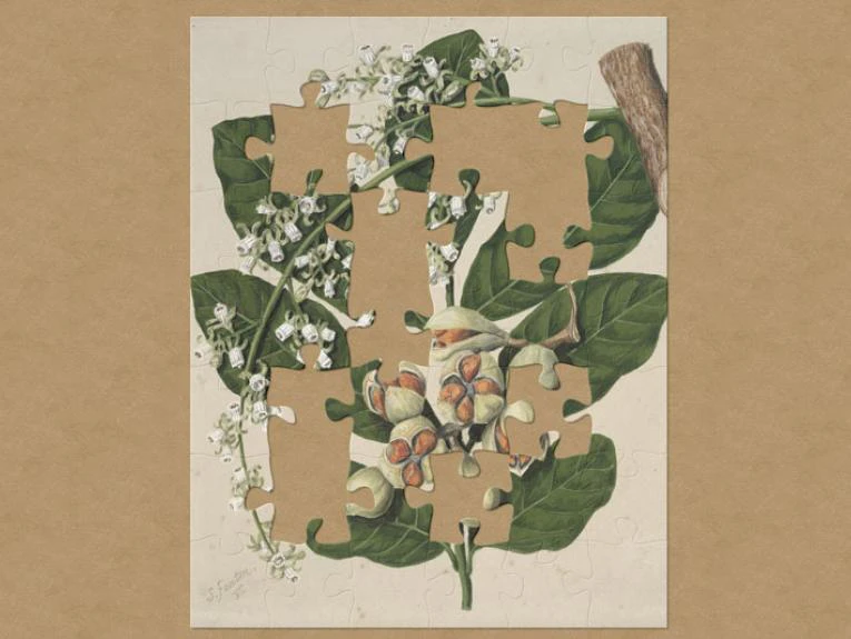 Mocked up jigsaw image of a watercolour of a kohekohe plant at various stages of its life: seed, flower, and its leaves