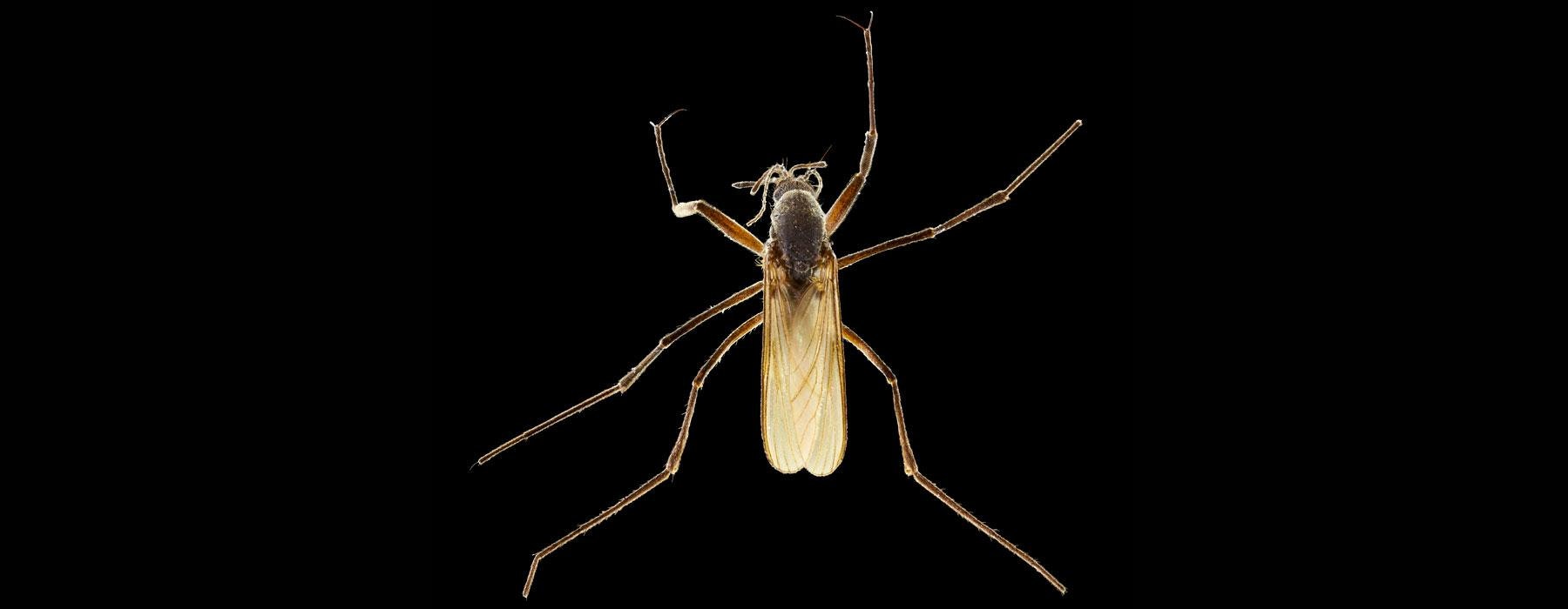 Photograph of a mosquito