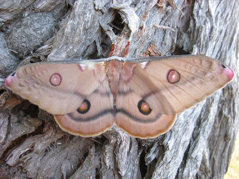 A large brown moth with its wings spread is sitting on the side of some grey bark. Each wing has a red circle with a black ring around it to look like eyes.