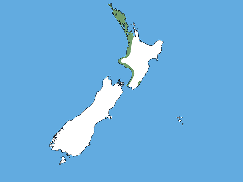A map of Aotearoa New Zealand with a blue background. The left side of the North Island is coloured green, as well as a small section of the lower-right size. The rest of the country is white.