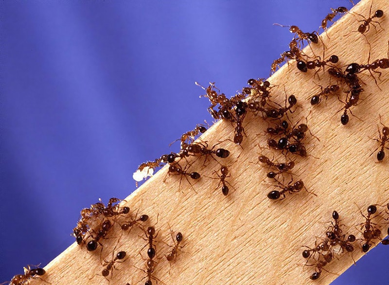 A cluster of around thirty red ants crawling over a piece of wood on a blue background.