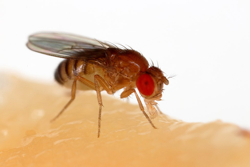 A close up of an orange-coloured fly on human skin.