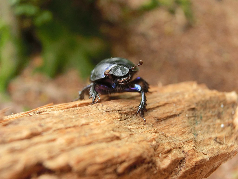 A black beetle is walking towards the camera on a piece of wood. It has a hard shell for it's back.