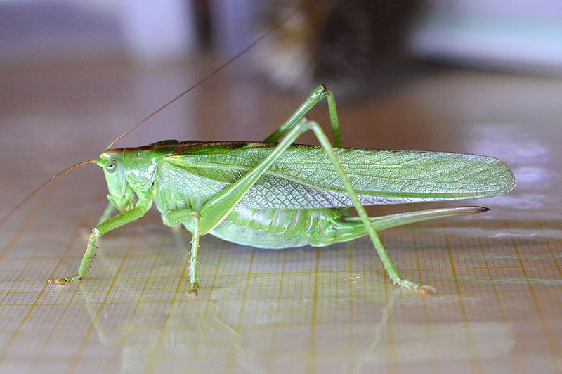 A green cricket or katydid sitting on a reflective table.