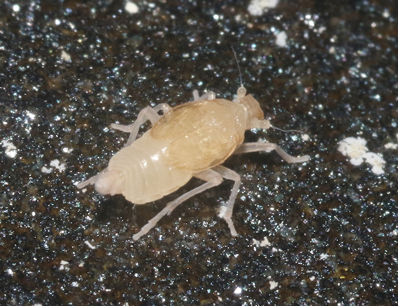 A pale, almost translucent insect is sitting on dark sand.