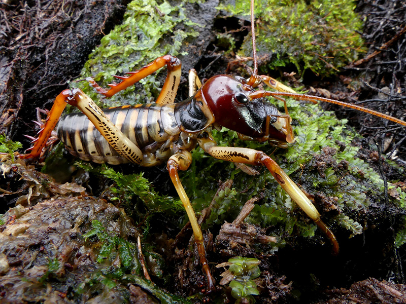 A large brown and yellow insect with long limbs and anntenae. It is sitting on a wet log.