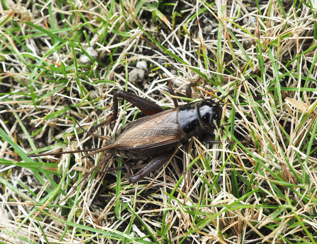 A black cricket with brown wings is sitting on some grass.