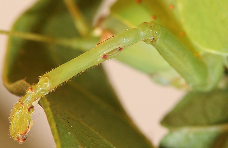 An extreme close-up of an insect leg with 'ear holes' on the side of it. There are leaves in the background.