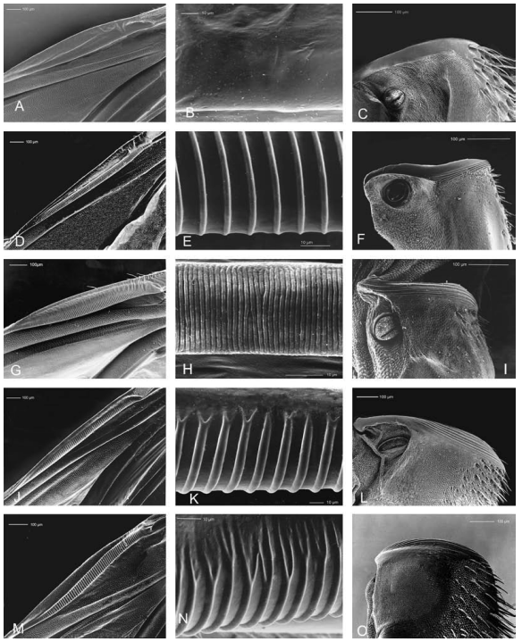 A table of eight black and white photos showing parts of an insect at very close range.