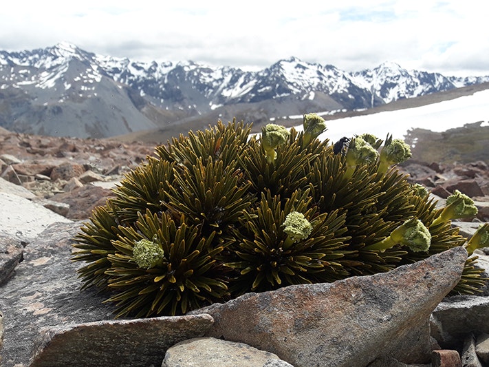 Clumps of flowers on a spiky bush high up in the snowy mountains.